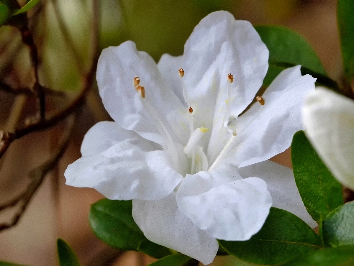 Azalea Blossom – Gallery Ludwig